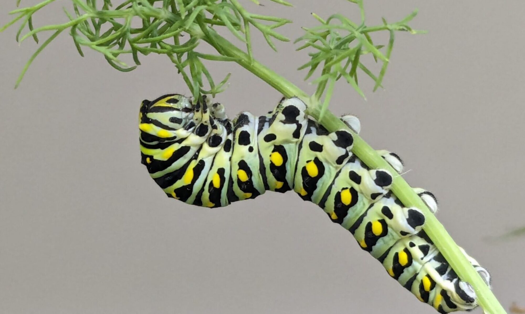 A caterpillar on a green stem