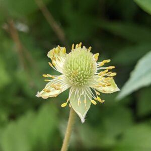Tall Thimbleweed