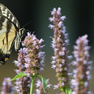Anise Hyssop (Sold Out)
