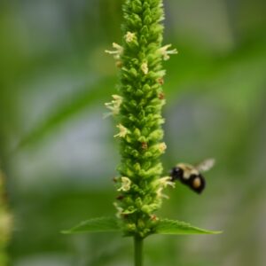 Yellow Giant Hyssop