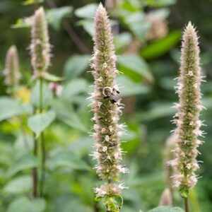 Purple Giant Hyssop