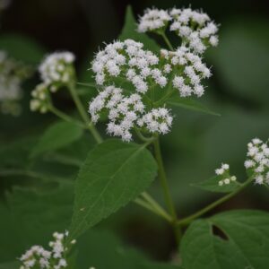 White Snakeroot