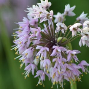 Nodding Wild Onion