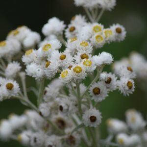 Pearly Everlasting