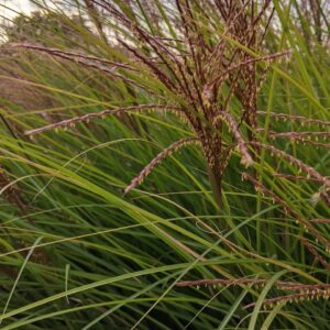 Big Bluestem (Limited Stock)