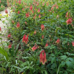 Wild Columbine (Limited Stock)