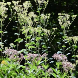 Pale Indian Plantain