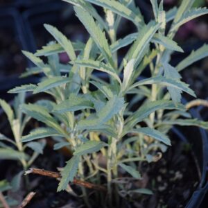 Prairie Sage