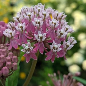 Rose Milkweed