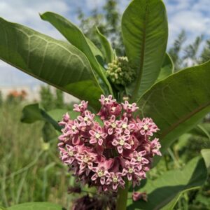 Common Milkweed