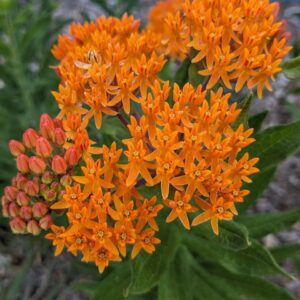 Butterfly Milkweed