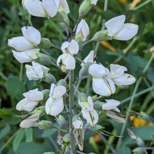 White Wild Indigo