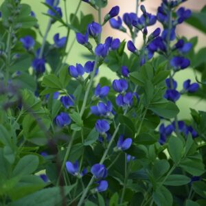 Blue Wild Indigo