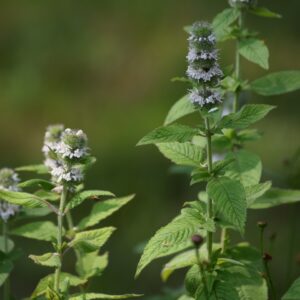 Hairy Wood Mint