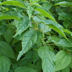 Smallspike False Nettle