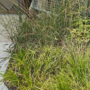 Side-oats Grama