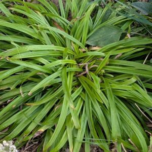 Common Wood Sedge (Sold Out)