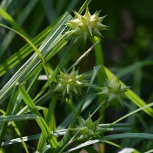 Gray's Sedge (Sold Out)