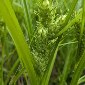 Hop Sedge