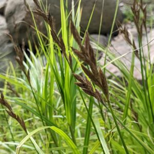 Palm Sedge