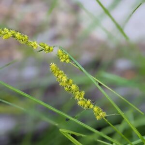 Brown Fox Sedge