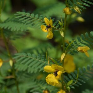 Partridge Pea (Sold Out)