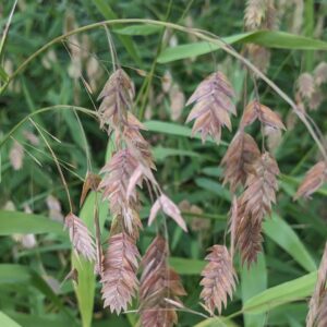 River Oats