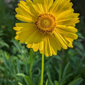 Lance-leaf Coreopsis (Sold Out)