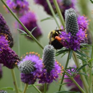 Purple Prairie Clover
