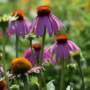 Purple Coneflower