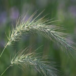 Canada Wild Rye (Sold Out)