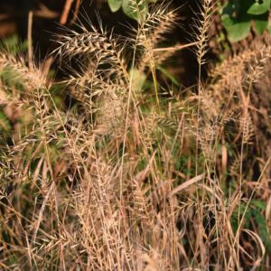 Bottlebrush Grass (Sold Out)