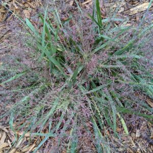 Purple Love Grass (Sold Out)