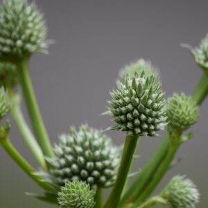 Rattlesnake Master