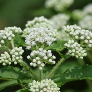 Common Boneset (Sold Out)