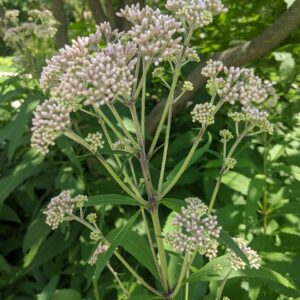 Hollow Joe Pye Weed (Limited Stock)
