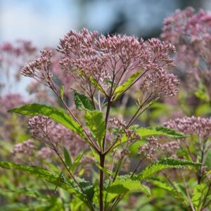 Spotted Joe Pye Weed