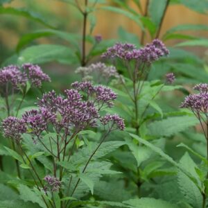 Sweet Joe Pye Weed (Sold Out)