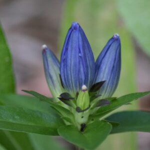 Bottle Gentian