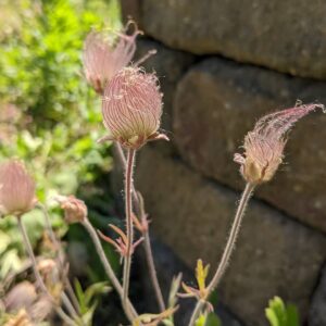 Prairie Smoke (Sold Out)