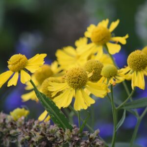 Sneezeweed