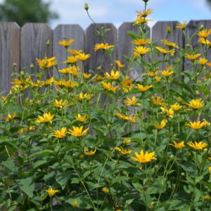 False Sunflower