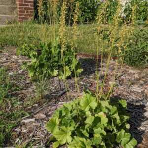 Prairie Alumroot