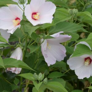 Swamp Rose Mallow