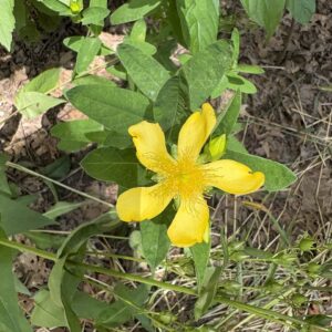 Great St. John's Wort