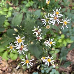 Big-leaved Aster