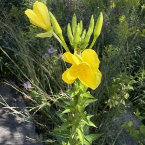 Common Evening Primrose
