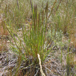 June Grass (Sold Out)