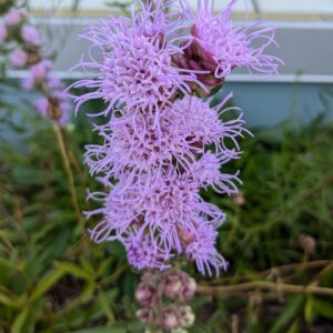 Rough Blazing Star (Limited Stock)