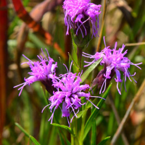 Dwarf Blazing Star (Limited Stock)